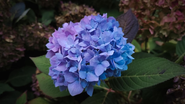 Hortensia azul violeta en un arbusto en el parque