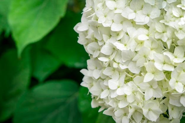 Hortensia blanca floreciente al aire libre Primavera humor primaveral