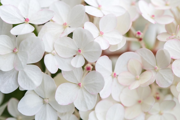 Hortensia blanca flores borde panorámico banner boda fondo romántico Lay Flat