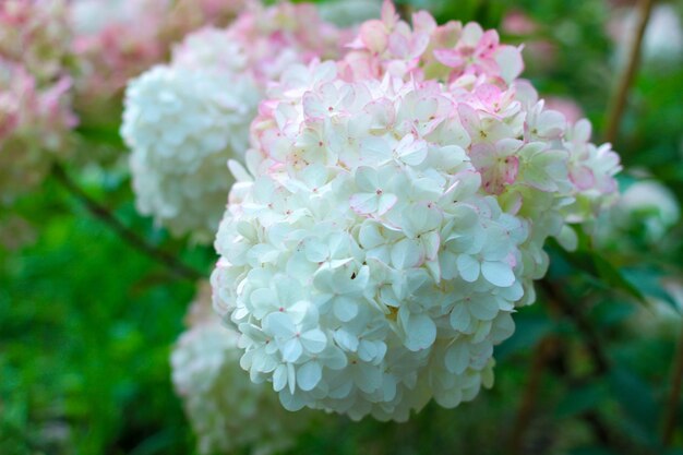 Una hortensia blanca con flores rosas y amarillas.