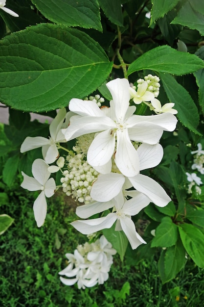 Hortensia blanca paniculata flores hermosa floración