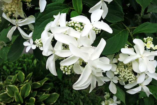 Hortensia blanca paniculata flores hermosa floración