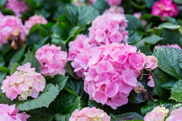 Hortensia-Blume, Hortensieblume, Hintergrund.