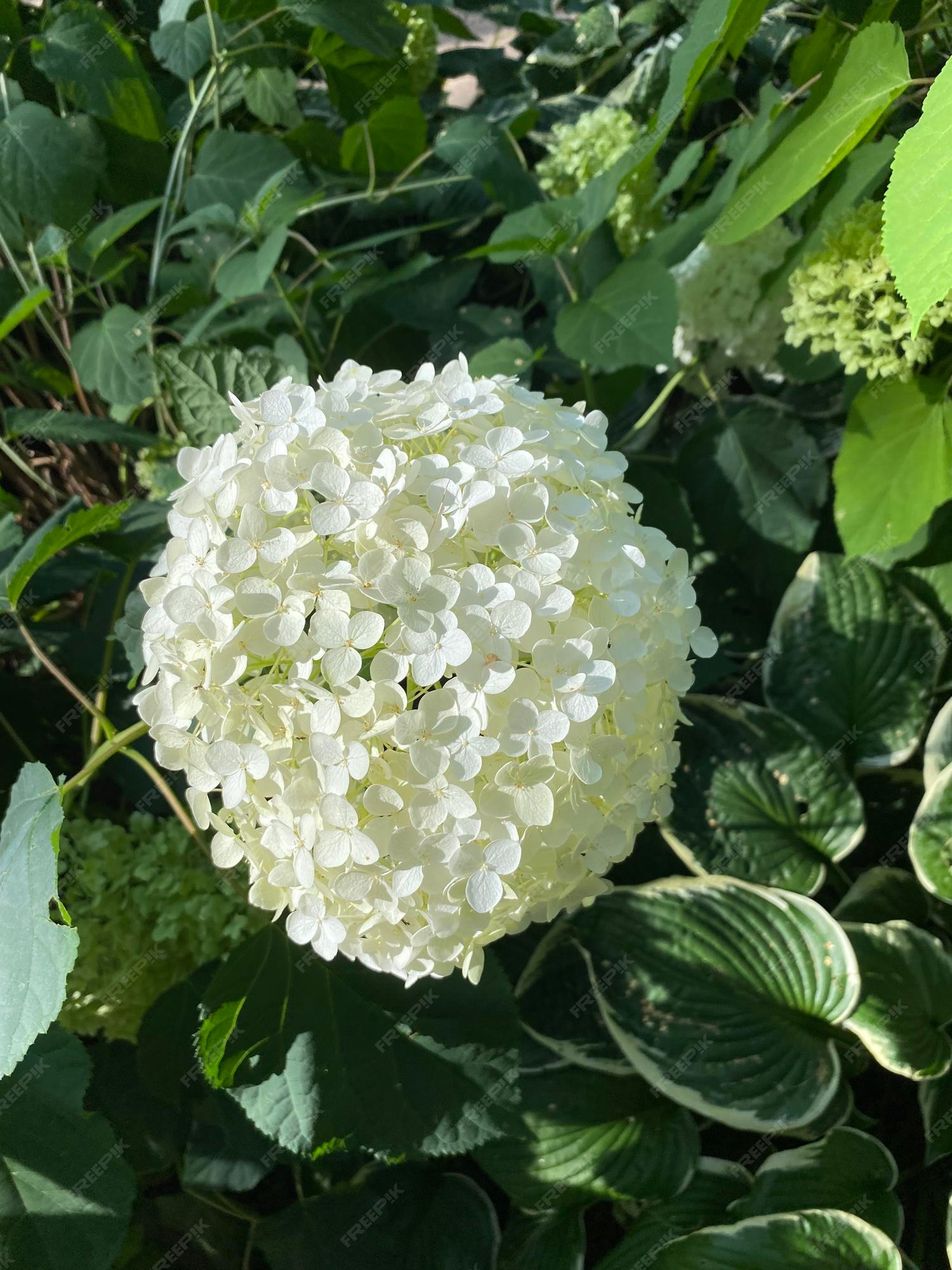 Hortênsia branca árvore de bola de neve as flores de hortênsia são muito  únicas esta flor pode mudar de cor variando de branco vermelho a roxo |  Foto Premium