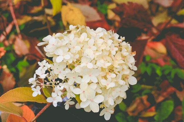 Hortênsia branca em flor no jardim