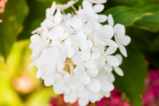 Hortênsia branca em plena floração