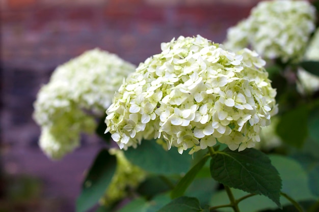 Hortênsia branca florescendo