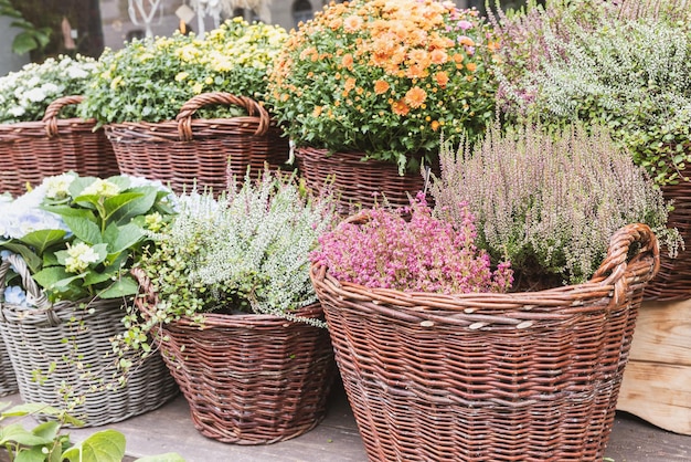 Hortênsia de crisântemo de urze e outras flores de outono em vasos de cesta na loja de flores