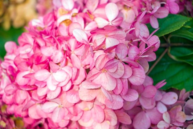 Hortênsia de flores cor de rosa. fundo natural floral para papel de parede, cartão postal, capa, banner. decoração de casamento. lindo buquê.