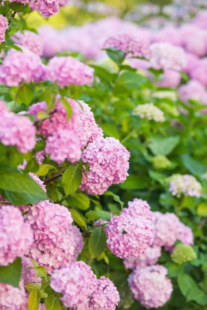 Hortênsia é flores cor de rosa estão florescendo na primavera e no verão ao pôr do sol no jardim da cidade.