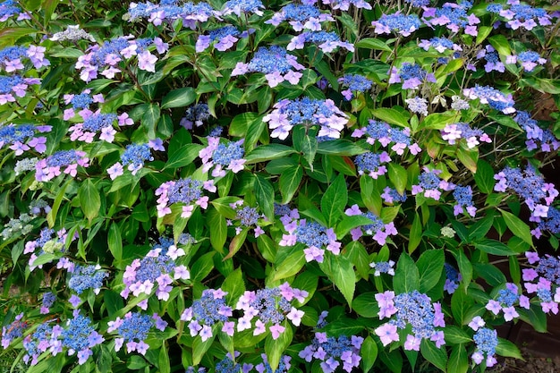 Hortensia encaje azul