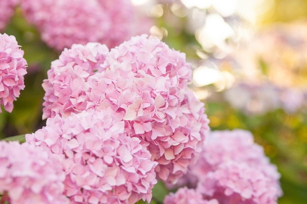 Hortensia es flores de color rosa.