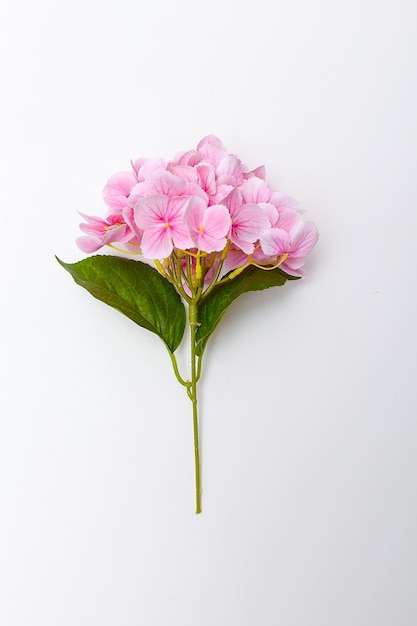 Hortensia de flor rosa sobre fondo blanco trazado de recorte en el interior