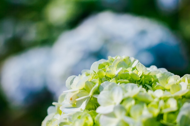 Hortensia floreciendo en la naturaleza