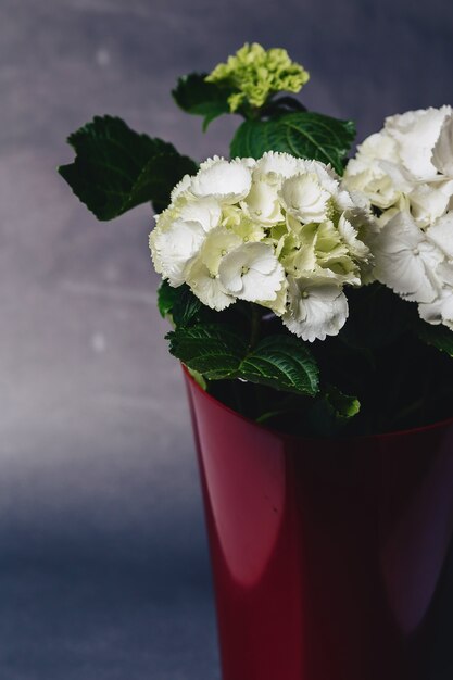 Hortensia en florero sobre fondo oscuro