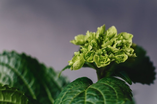 Hortensia en florero sobre fondo oscuro