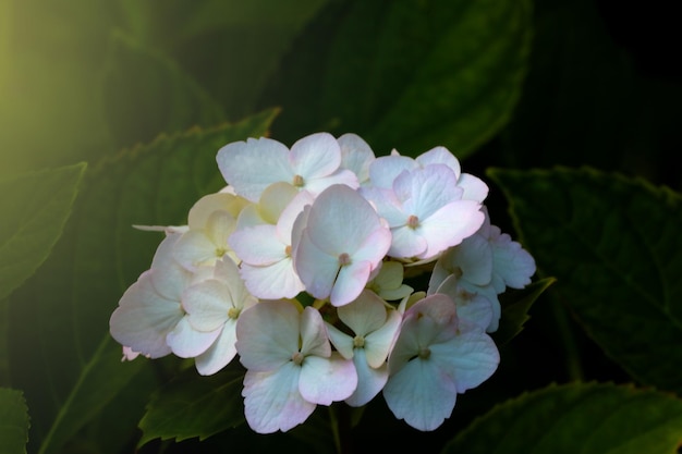 Hortensia de flores blancas en el parque en primavera El fondo de las flores