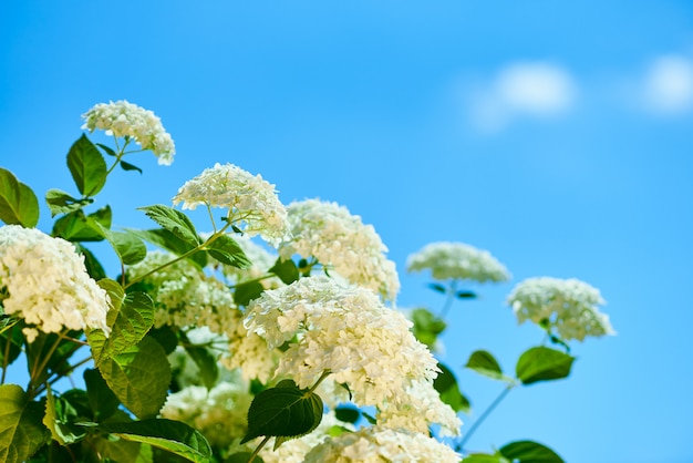 Hortênsia flores contra um céu azul