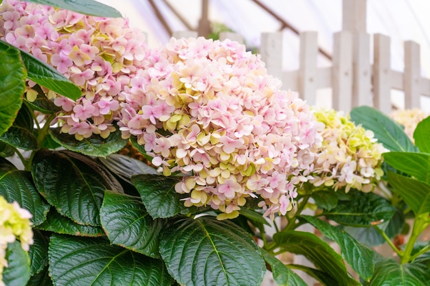 Hortênsia florescendo em uma loja de plantas na Ásia.