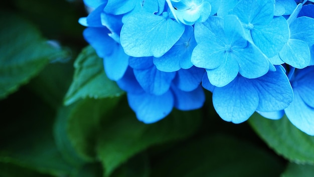 Hortensia francesa y fondo oscuro. Flores de Hortensia azul o Hydrangea macrophylla o Hortensia de Sapporo Hokkaido, Japón. Hortensias de colores. Profundidad de campo macro para una sensación borrosa de enfoque suave.