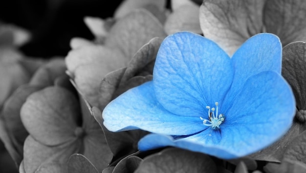 Hortensia francesa y fondo oscuro. Flores de Hortensia azul o Hydrangea macrophylla o Hortensia de Sapporo Hokkaido, Japón. Hortensias de colores. Profundidad de campo macro para una sensación borrosa de enfoque suave.