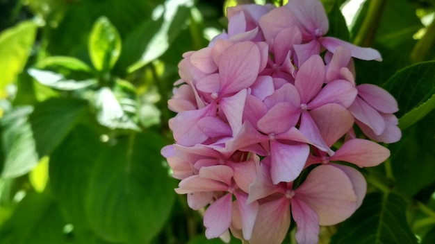 Hortensia, hermosa flor