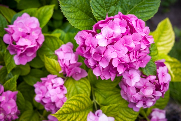 Hortensia de hoja grande en un arbusto después de la lluvia