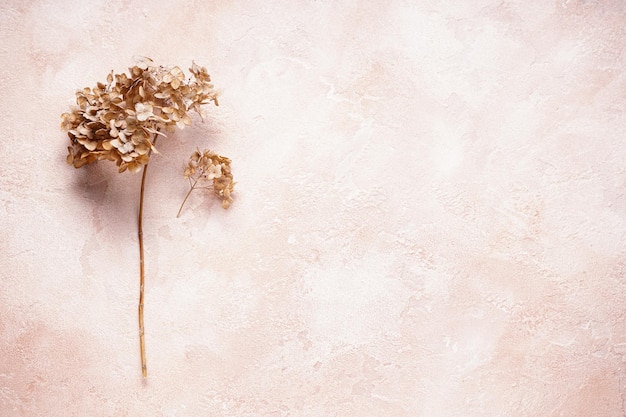 Hortensia hortesia flores secas con espacio para texto vista superior Colores naturales pastel Estilo vintage