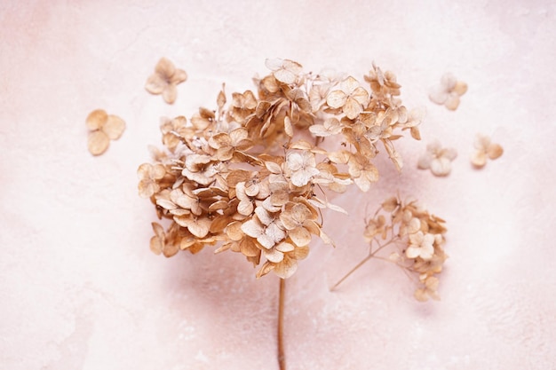 Hortênsia hortesia flores secas vista superior Pastel cores naturais Estilo vintage