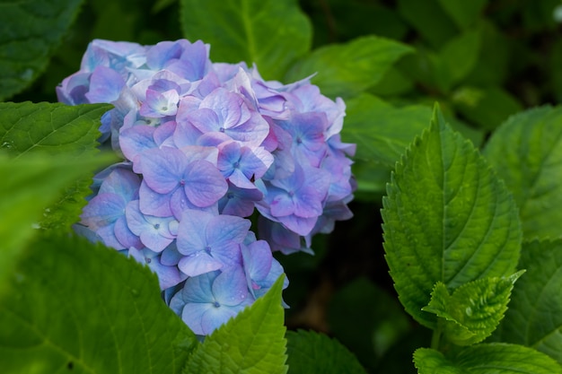 Hortensia en el jardín después de la lluvia. Hermosas flores azules en la temporada de lluvias. Colores vivos de flores de hortensia con gotas de agua.