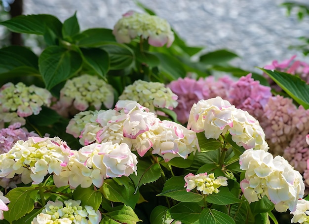 Hortensia en el jardín en un macizo de flores bajo el cielo abierto Exuberante y encantadora inflorescencia enorme