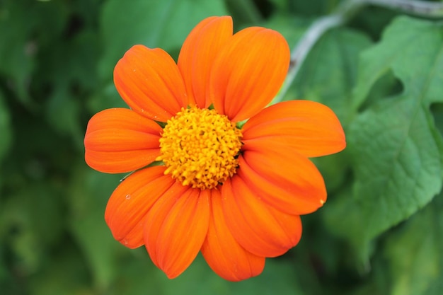 Hortênsia laranja chinesa em fundo verde isolado