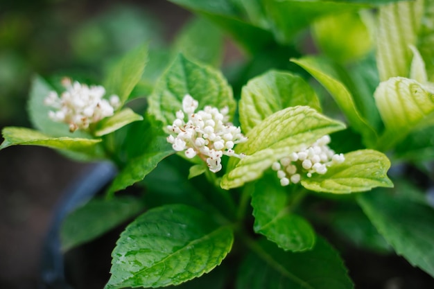 Hortensia en maceta Brotes verdes cerrados Jardinería