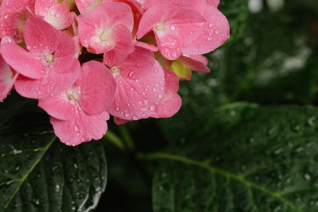 Hortênsia macrophylla grande hortênsia rosa de folhas fechadas com gotas de orvalho