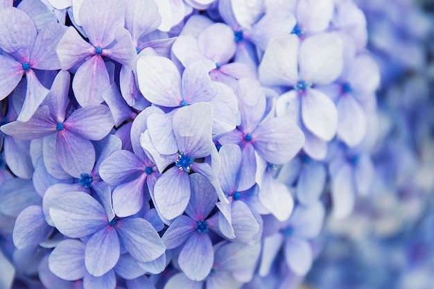 Hortensia mauve de Francia