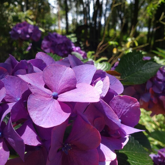 Foto hortensia morada con fondo borroso. magnoliophyta, magnoliopsida, cornales, hortensia