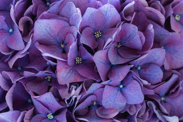 Hortensia morada