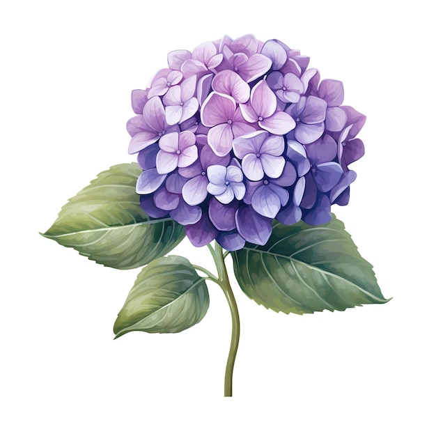 Una hortensia morada