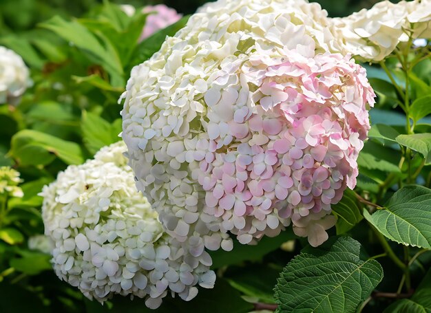 Hortênsia no jardim em um canteiro de flores sob o céu aberto Inflorescência enorme e exuberante e deliciosa