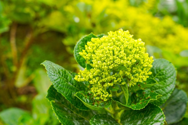 Hortênsia nomes comuns hortênsia ou hortênsia