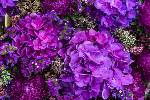 Hortensia púrpura florece el fondo en la vista superior