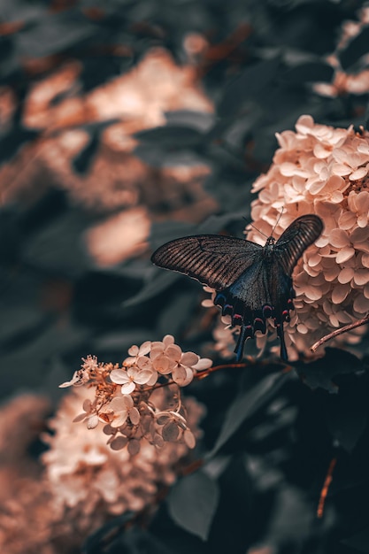 Hortensia rosa y cola de golondrina tigre oriental con fondo suave Foto de alta calidad