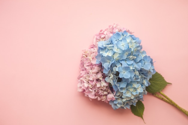 Hortensia rosa y composición de flores azules.