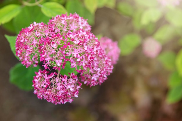 Hortensia rosa flor de oveja flor de hortensia árbol hortensia arborescens o candybelle bubblegum i