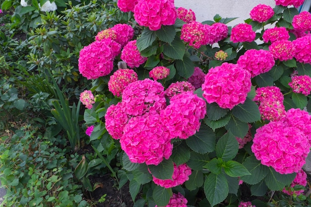 Hortênsia rosa florescendo no pátio de um prédio de vários andares