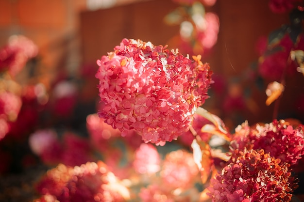 Hortensia rosa a la luz del sol. Cabeza de flor moderna en forma de cono Hydrangea paniculata