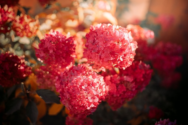 Foto hortensia rosa a la luz del sol. cabeza de flor moderna en forma de cono hydrangea paniculata