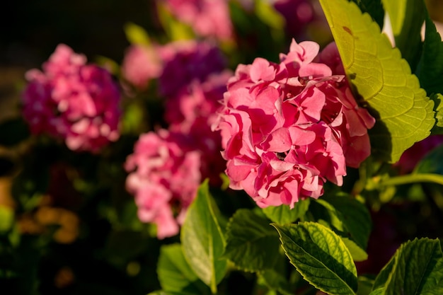 Hortênsia rosa magenta macrophylla ou arbusto de hortensia em plena floração em um vaso de flores com folhas verdes frescas ao fundo em um jardim em um dia ensolarado de verão