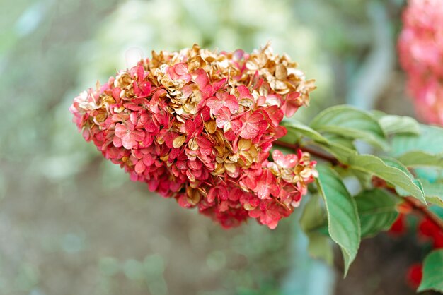 Hortênsia rosa no outono perto de flores no mato Paisagem da cidade do outono Foto de alta qualidade