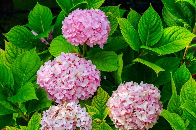 Hortensia rosa u hortensia en un jardín.